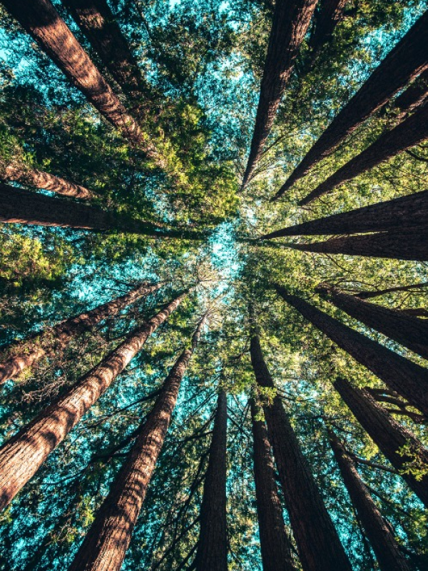 trees 02.jpg